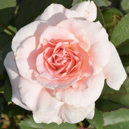 Rosa morden blush (parkland)