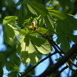 Châtaignier chinois/chinese chestnut