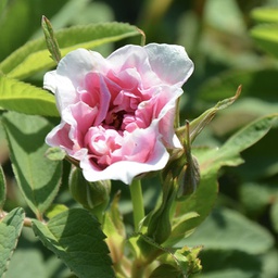 Rosa Thérèse bugnet (rugosa)