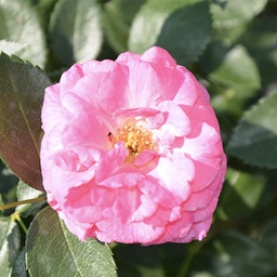 Rosa morden belle (parkland) 