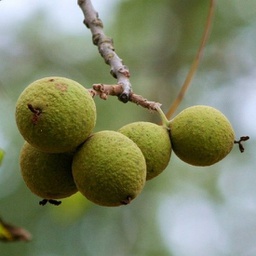 Juglans cinerea ou tendre