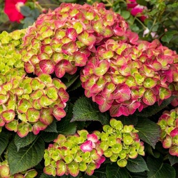Hortensia tilt-a-swirl