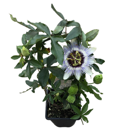 Passiflora
