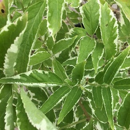Sambucus nigra instant karma