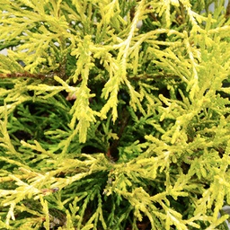 Chamaecyparis pisifera golden mop