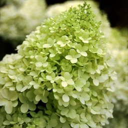 Hydrangea limelight (paniculata)