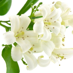 Jasmin (Stephanotis floribunda)