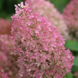 [2HYBOBO2] Hydrangea bobo (paniculata)