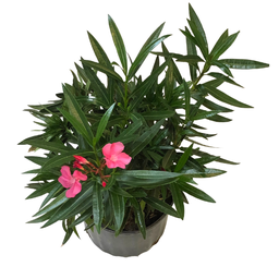 Laurier-rose (Nerium oleander)