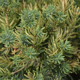 Taxus cuspidata nana