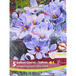 Bulbes : Crocus - Safran - Sativus