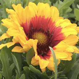 [1GAIREST02] Gaillardia spintop starburst