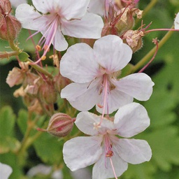 [1GERBIOK01] Geranium biokovo (cantabrigiense)