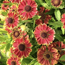 [1HELEMBA02] Helenium aut. mariachi bandera