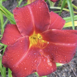 [1HEMANZA02] Hemerocallis anzac