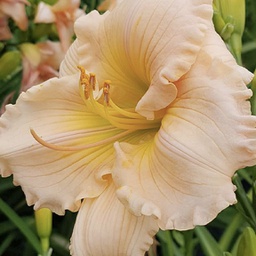 [1HEMBARM02] Hemerocallis barbara mitchell