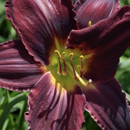 [1HEMBEST02] Hemerocallis best beau