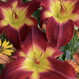 [1HEMCHES01] Hemerocallis cherokee star