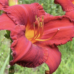 [1HEMCHAP02] Hemerocallis chicago apache