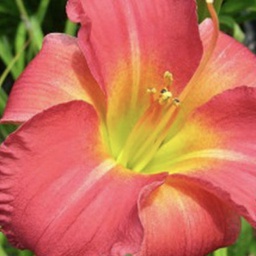 [1HEMEARC01] Hemerocallis earlybird cardinal