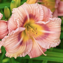 [1HEMEVRO01] Hemerocallis everydalily rose