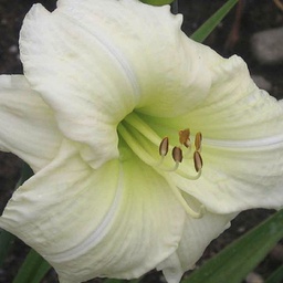 [1HEMJOAS02] Hemerocallis joan senior