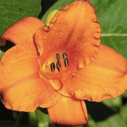 [1HEMMAUN02] Hemerocallis mauna loa