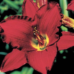 [1HEMREDP02] Hemerocallis red pinnochio