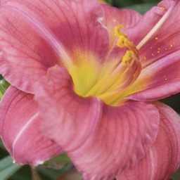 [1HEMROSR01] Hemerocallis rosy returns