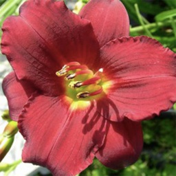 [1HEMRUBY01] Hemerocallis ruby d'oro