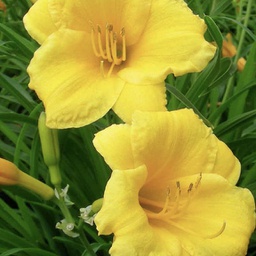 [1HEMSTED02] Hemerocallis stella d'oro