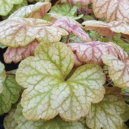 [1HEUCHAM01] Heuchera champagne