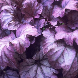 [1HEUELEP01] Heuchera electric plum