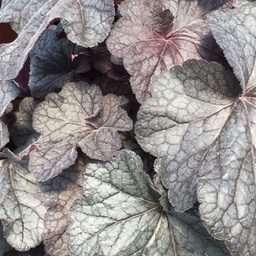 [1HEUGRAM02] Heuchera grande amethyst