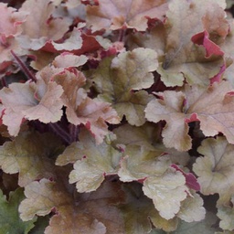 [1HEUMARM01] Heuchera marmalade