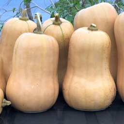 Semences courge Ponca Baby butternut biologique