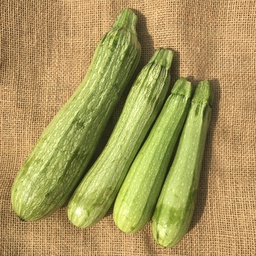 Semences courgette Genovese biologique