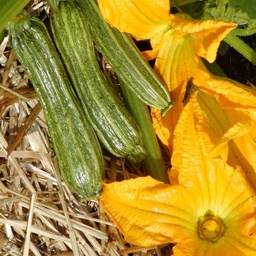 Semences courgette costata romanesco biologique