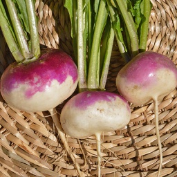 Semences navet blanc à collet violet biologique