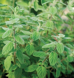 Semences marjolaine des jardins biologique