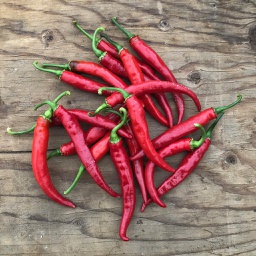 Semences piment cayenne Ring of Fire biologique