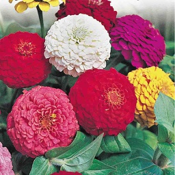 [140173] Semences zinnia pumila en mélange