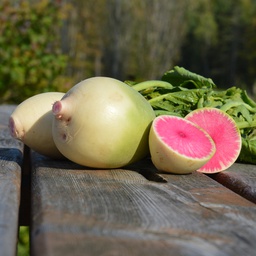 Semences radis Melon d'eau biologique