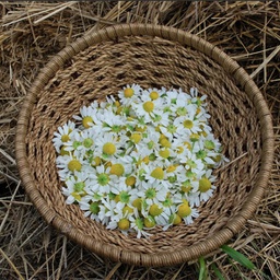 [CA19] Semences camomille allemande