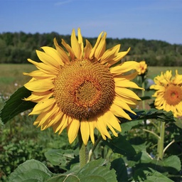 [TR18] Semences tournesol rostov biologique