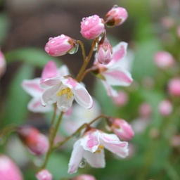 Deutzia yuki cherry blossom