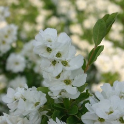 Exochorda snow day surprise