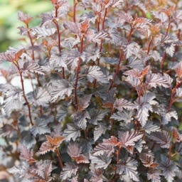 Physocarpus summer wine black (opulifolius)