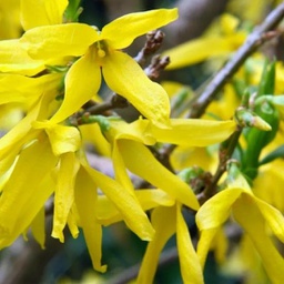 Forsythia northern gold