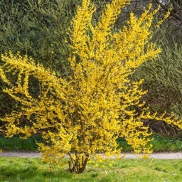 Forsythia marée d'or